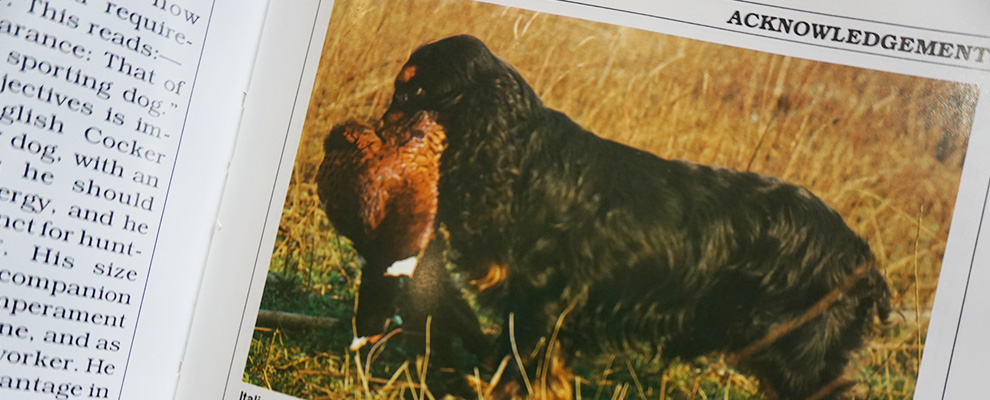 イングリッシュコッカースパニエルとは?