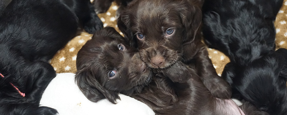 Dogs Boxでの育て方