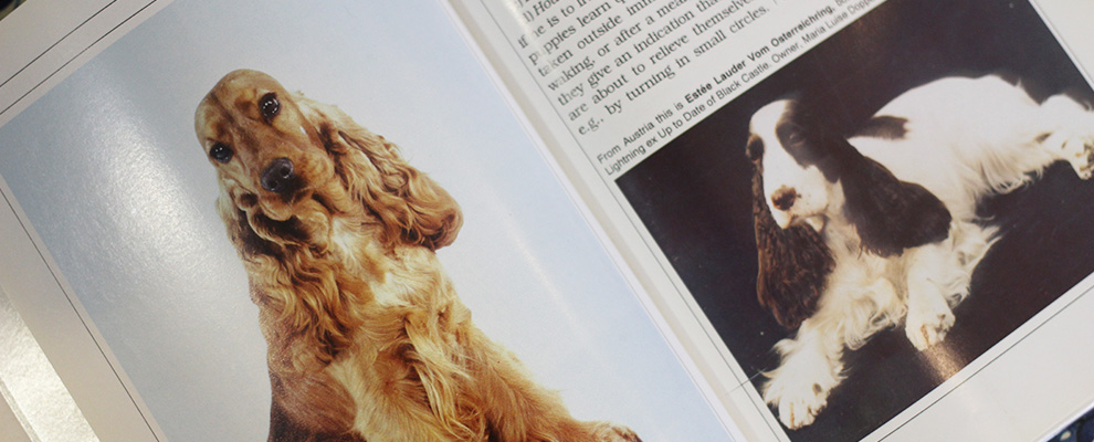 ペットとしての特徴、飼い方